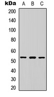 ETV4 antibody