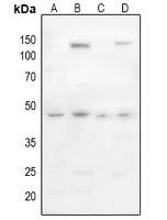 Tissue Factor (phospho-S290) antibody
