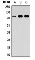 Anti-FAF1 Antibody