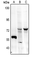 FRS2 (phospho-Y436) antibody