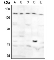 GAB1 (phospho-Y627) antibody