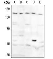 Anti-GAB1 (Phospho-Y627) Antibody