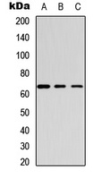 GABRB1 (phospho-S434) antibody