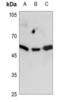 Anti-GAP43 Antibody