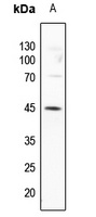 GATA3 (phospho-S308) antibody
