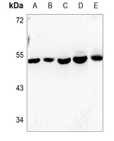 Connexin 46 antibody