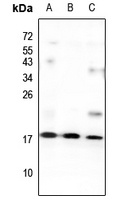 Anti-GNG13 Antibody