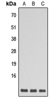 Anti-GNG5 Antibody