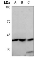 GPR68 antibody