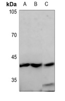 Anti-GPR68 Antibody