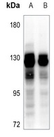 GPRIN1 antibody