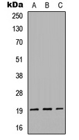 Gremlin 2 antibody