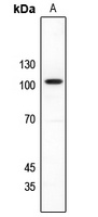Anti-NMDAR1 Antibody