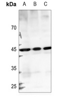 GTPBP5 antibody
