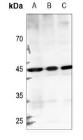 Anti-GTPBP5 Antibody