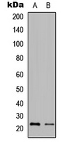 Granzyme H antibody