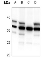 HDGFRP3 antibody