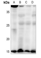 HEN1/2 antibody