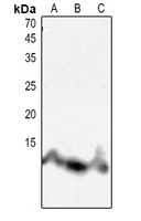 Histone H4 (AcK8) antibody