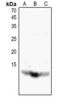 Histone H4 (AcK16) antibody