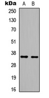 BRAF35 antibody