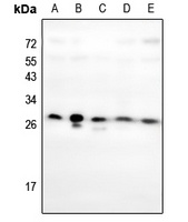 HOXC6 antibody