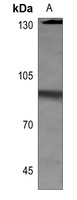 HSF1 (phospho-S303) antibody