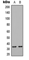 HSPBAP1 antibody