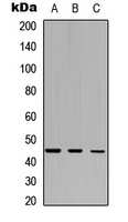 Anti-IDO2 Antibody