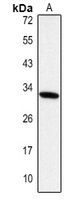 IGFBP3 antibody