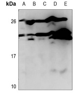 Anti-CD179b Antibody