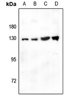 CD124 antibody