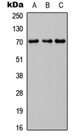 Anti-INPP5J Antibody