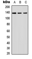 Anti-SHIP2 Antibody