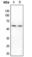 IRX3 antibody
