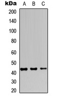 JUNB antibody