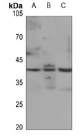 JUNB (phospho-S259) antibody