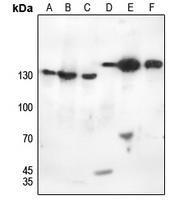 EG5 (phospho-T926) antibody