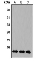 Anti-KLF10/11 Antibody