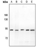 KLHL29 antibody