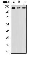 Laminin beta 1 antibody