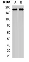 Anti-Laminin gamma 1 Antibody