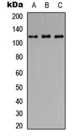 CD107a antibody