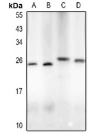 LIF antibody