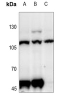 CD229 antibody