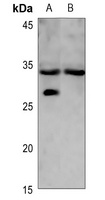 LYL1 antibody