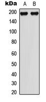 Anti-MEKK1 (Phospho-T1402) Antibody