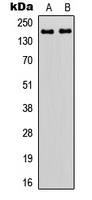 ZNF608 antibody