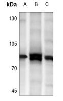 MARK3 antibody