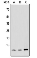 MED11 antibody